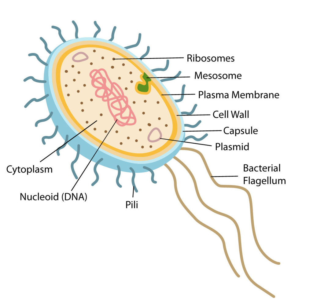 Structure and Function of Prokaryotic Cells 2 Bacterial-structure