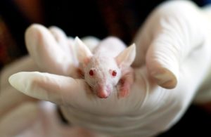 Important Information You Should Consider Regarding Animal Research 2 关于动物研究的重要信息